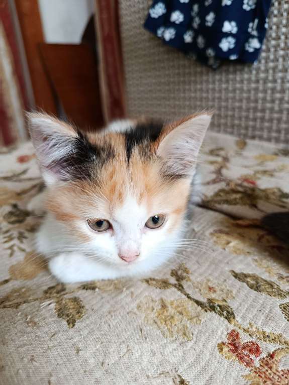 Кошки в Москве: Котёнок в добрые руки Девочка, Бесплатно - фото 2