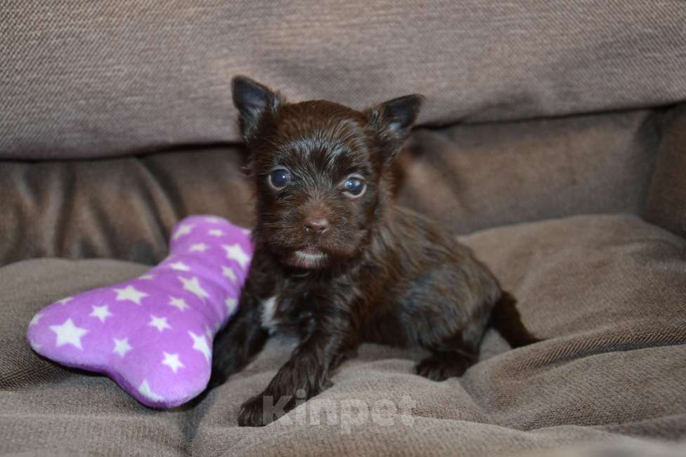 Собаки в Москве: Щенок-мальчик цветного йорка шоколадный Мальчик, 35 000 руб. - фото 1