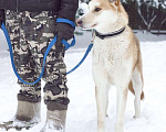 Собаки в Звенигороде: Красавец Хаммер собака в добрые руки Мальчик, Бесплатно - фото 7