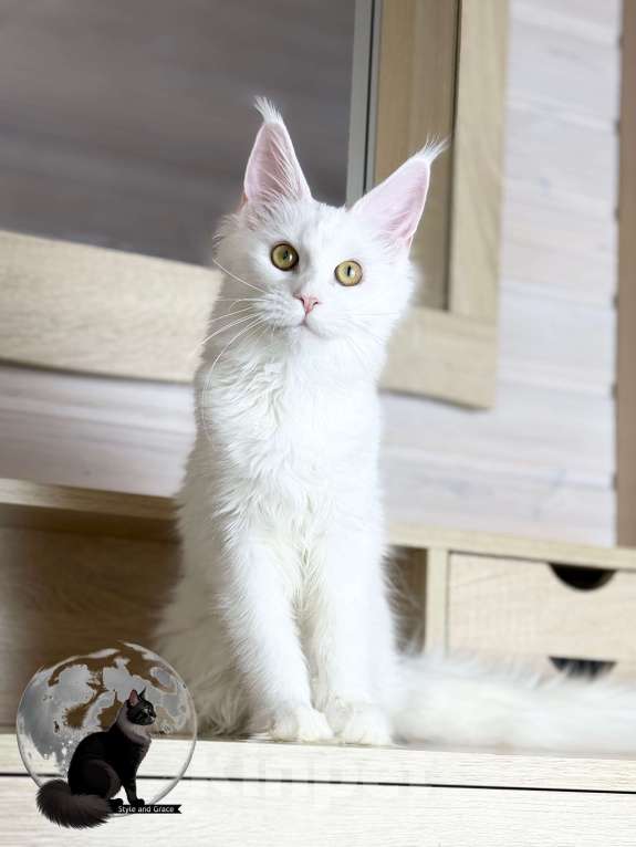 Кошки в других городах Московской области: 🤍Фиби🤍 Девочка, 40 000 руб. - фото 1