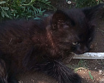 Кошки в Лабинске: Суровый пушистый кот Мальчик, Бесплатно - фото 4