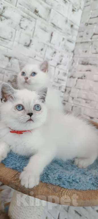 Кошки в Москве: Серебристая шиншилла поинт британская девочка 2,5 мес  Девочка, 15 000 руб. - фото 3