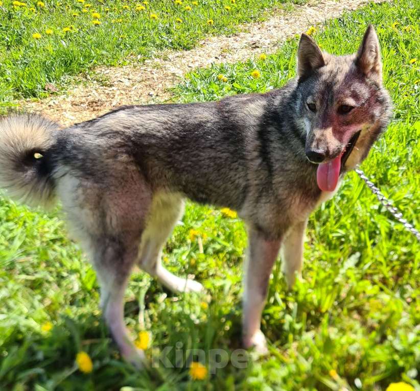 Собаки в Сосновом Бору: Хорошая девочка в добрые руки Девочка, Бесплатно - фото 4