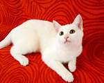 Кошки в Колпашево: Котёнок девочка Девочка, Бесплатно - фото 8