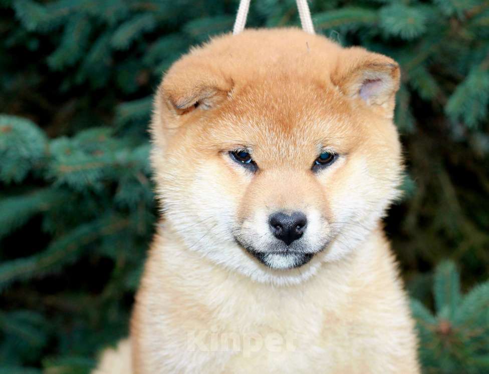 Собаки в Сергиеве Посаде: Девочка Сиба Ину Девочка, 60 000 руб. - фото 1