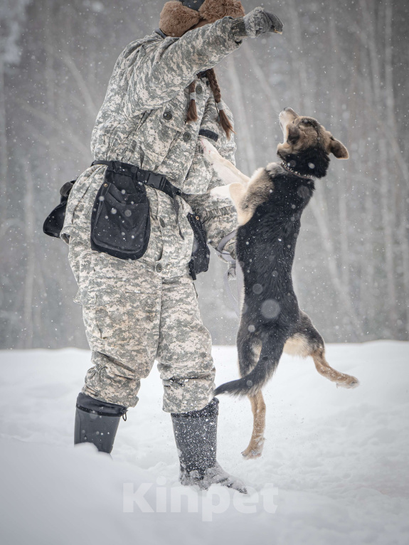 Собаки в Клине: Мира — звонкое счастье Девочка, Бесплатно - фото 10