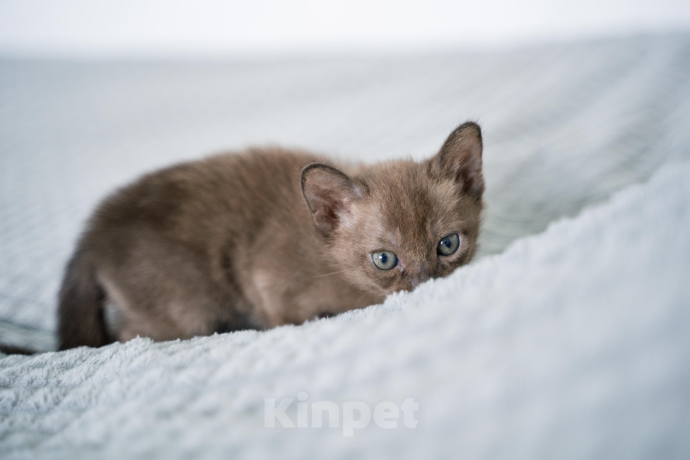 Кошки в Нижнем Новгороде: Котёнок европейской бурмы Мальчик, Бесплатно - фото 3