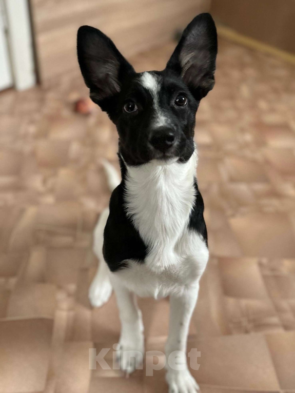 Собаки в Волгограде: Грейс ищет дом Девочка, Бесплатно - фото 1