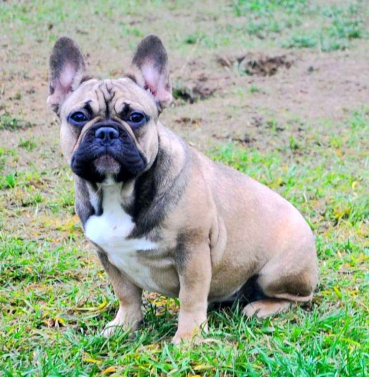 Собаки в Москве: Подрощенная девочка француженка  Девочка, Бесплатно - фото 8