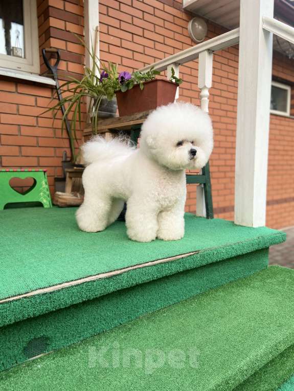 Собаки в Одинцово: ЭЛИТНЫЙ ПРОИЗВОДИТЕЛЬ БИШОН-ФРИЗЕ: Развиваем  породу вместе Мальчик, Бесплатно - фото 3