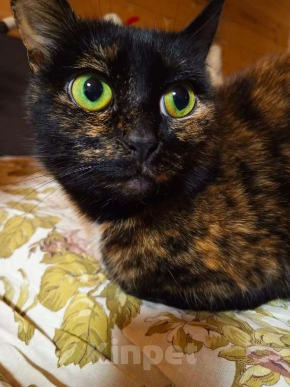 Кошки в Казани: Кошечку в добрые руки! Срочно! 🙏 Девочка, Бесплатно - фото 2