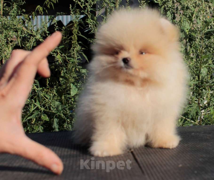 Собаки в Москве: померанский шпиц щенки 2 мес, 25 000 руб. - фото 2