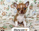 Собаки в Москве: Щенок Чихуахуа Мальчик, 65 000 руб. - фото 3