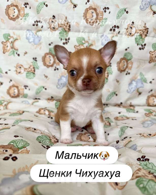 Собаки в Москве: Щенок Чихуахуа Мальчик, 65 000 руб. - фото 3