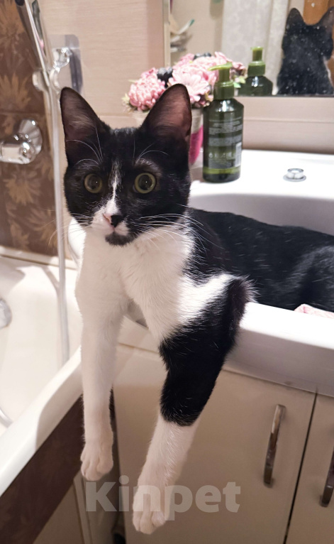 Кошки в Москве: Ватсон Обнимашкин ищет подходящего человека для совместных обниманий Мальчик, Бесплатно - фото 1