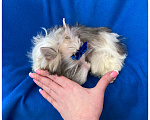 Собаки в Москве: Мраморный голубоглазый йорк мальчик мини Мальчик, 130 000 руб. - фото 2