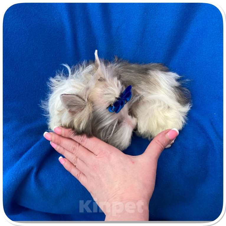 Собаки в Москве: Мраморный голубоглазый йорк мальчик мини Мальчик, 130 000 руб. - фото 2