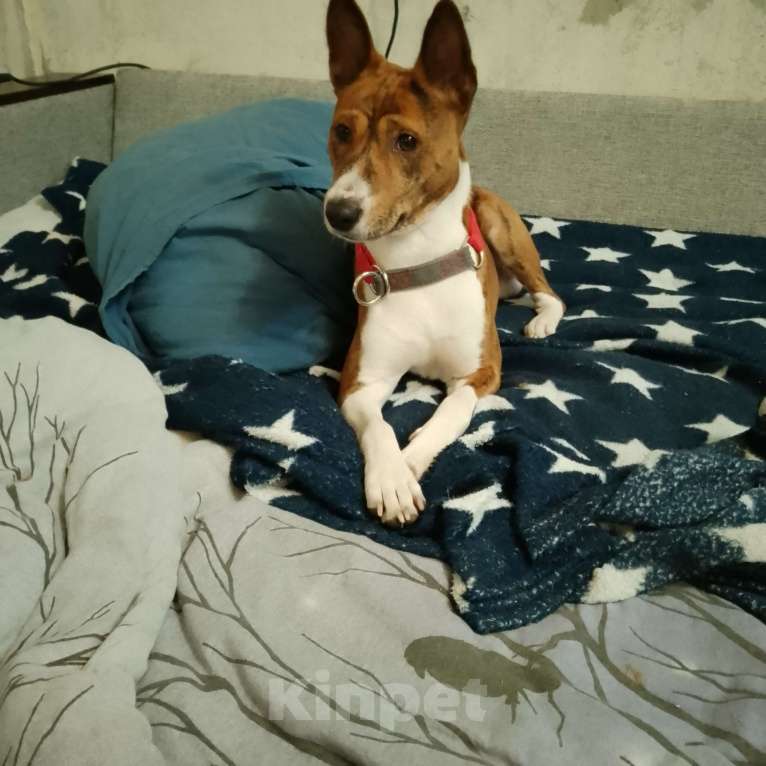 Собаки в Санкт-Петербурге: Потерялся Мальчик, 10 000 руб. - фото 1