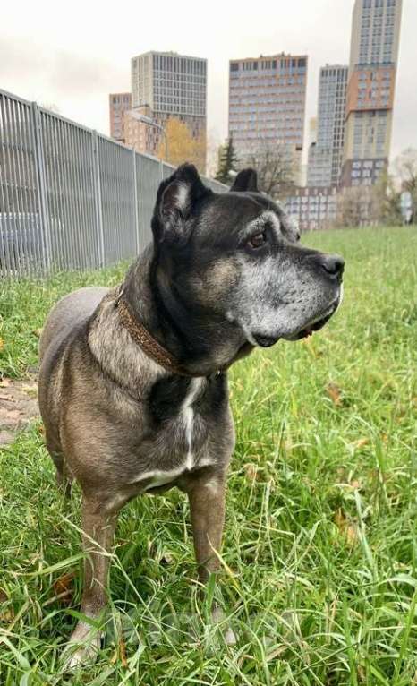 Собаки в Москве: Кане-корсо Кира срочно ищет дом Девочка, 1 руб. - фото 2