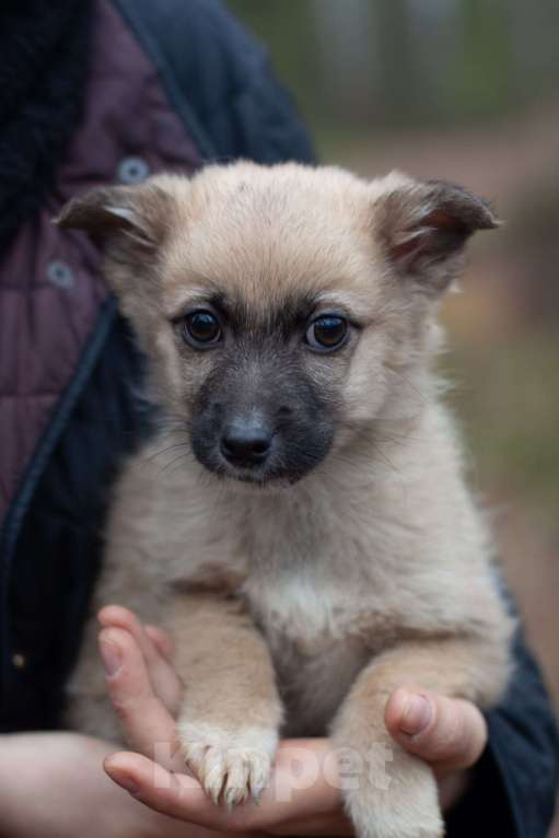 Собаки в Москве: Крохи-щенки — вырастут маленькими Мальчик, 1 руб. - фото 7