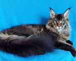 Кошки в Краснодаре: Котёнок с родословной Мальчик, 80 000 руб. - фото 1