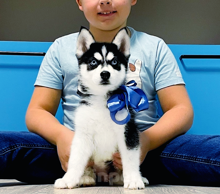 Собаки в Мур: Хаски Щенки Разных окрасов Разнополые, Бесплатно - фото 1