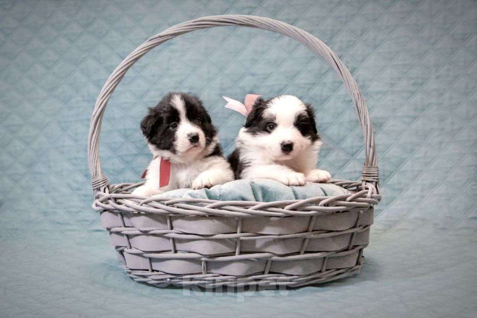 Собаки в Москве: Умнейшая девочка бордер-колли Девочка, Бесплатно - фото 3