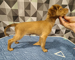 Собаки в Тюмени: Мальчик Тойчик🥰 Мальчик, 40 000 руб. - фото 7