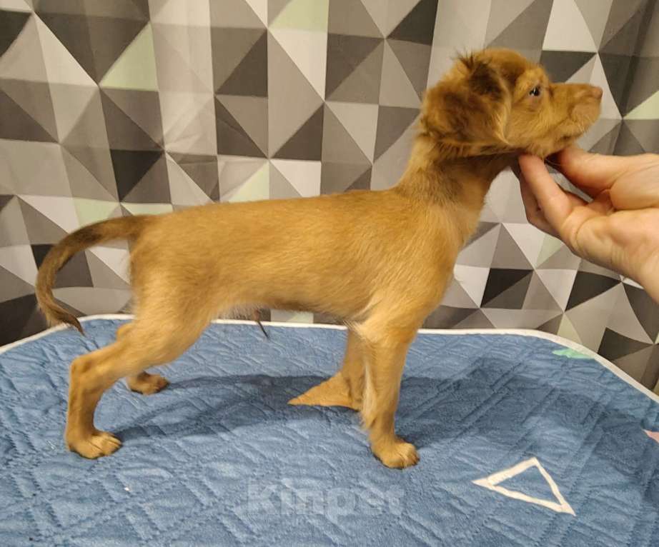 Собаки в Тюмени: Мальчик Тойчик🥰 Мальчик, 40 000 руб. - фото 7