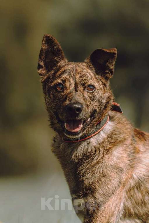 Собаки в Москве: Крошечный Венечка в добрые руки Мальчик, 1 руб. - фото 2