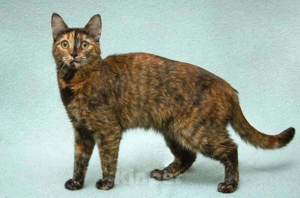 Кошки в Москве: Карамелька - кошка-химера с двумя ликами счастья Девочка, Бесплатно - фото 5