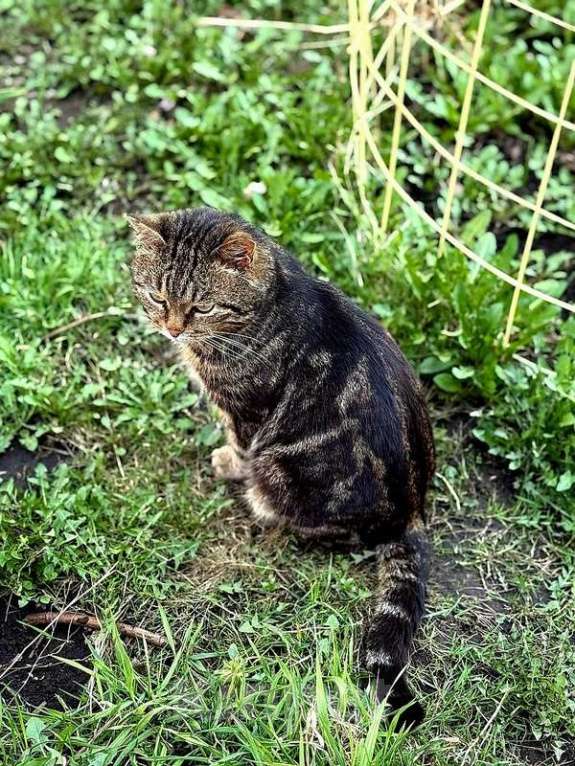 Кошки в Москве: Мраморный британский крупный кот Барсик в дар Мальчик, 1 руб. - фото 2