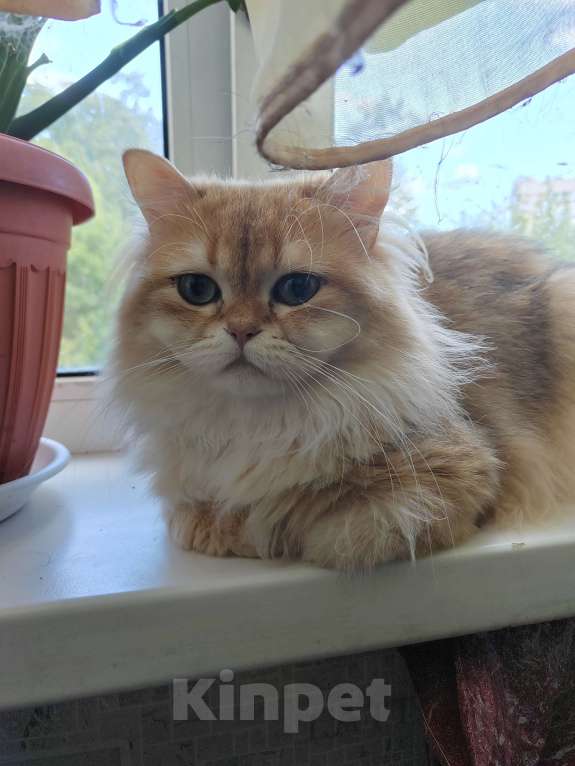 Кошки в Владивостоке: Шотландская золотая шиншилла Девочка, Бесплатно - фото 4