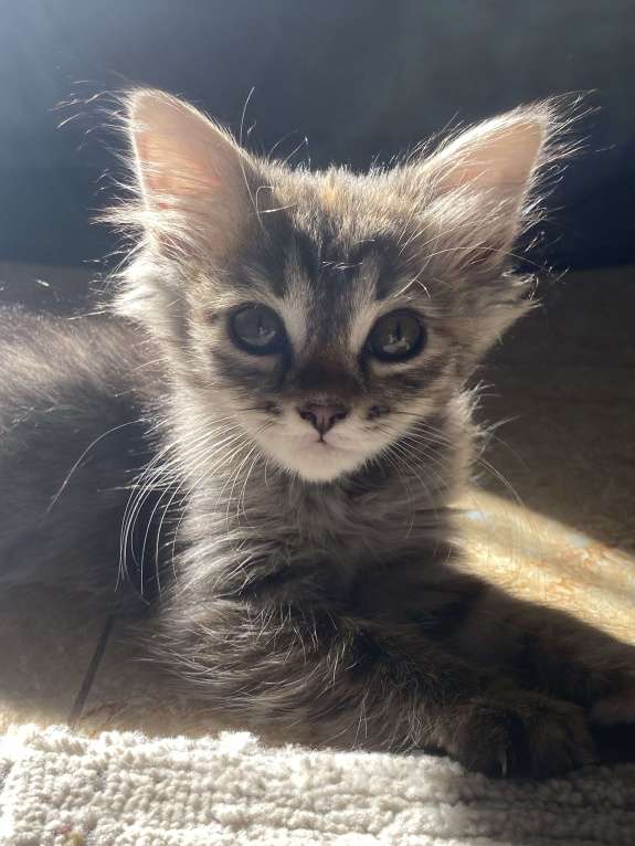 Кошки в Махачкале: Отдам котёнка в добрые руки!!! Девочка, Бесплатно - фото 6