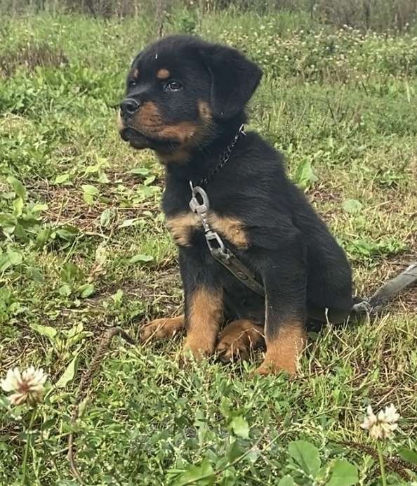 Собаки в Санкт-Петербурге: Щенки ротвейлеры Девочка, 20 000 руб. - фото 3