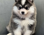 Собаки в Санкт-Петербурге: Девочка Помски Девочка, 100 000 руб. - фото 2