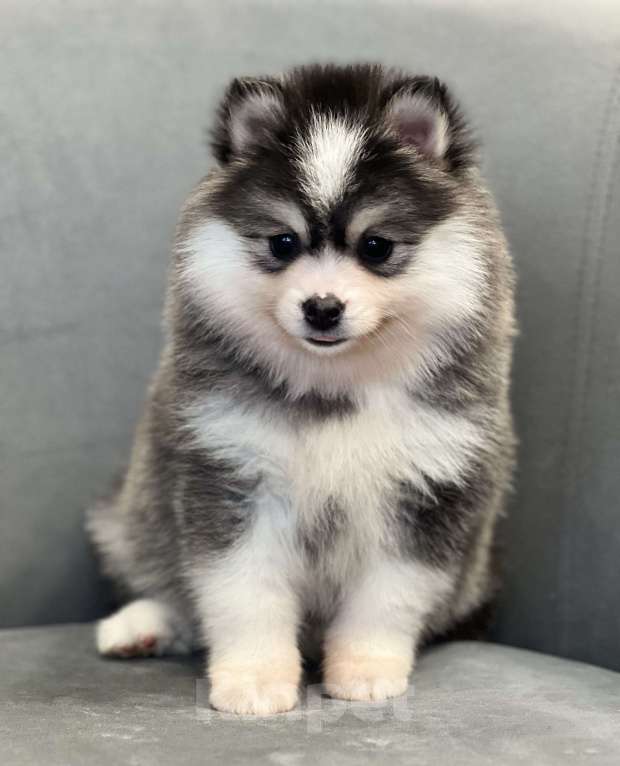 Собаки в Санкт-Петербурге: Девочка Помски Девочка, 100 000 руб. - фото 2