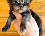 Кошки в Санкт-Петербурге: Котята мейн кун для резервирования  Мальчик, 15 000 руб. - фото 3
