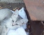 Кошки в Альметьевске: Котята Девочка, Бесплатно - фото 2