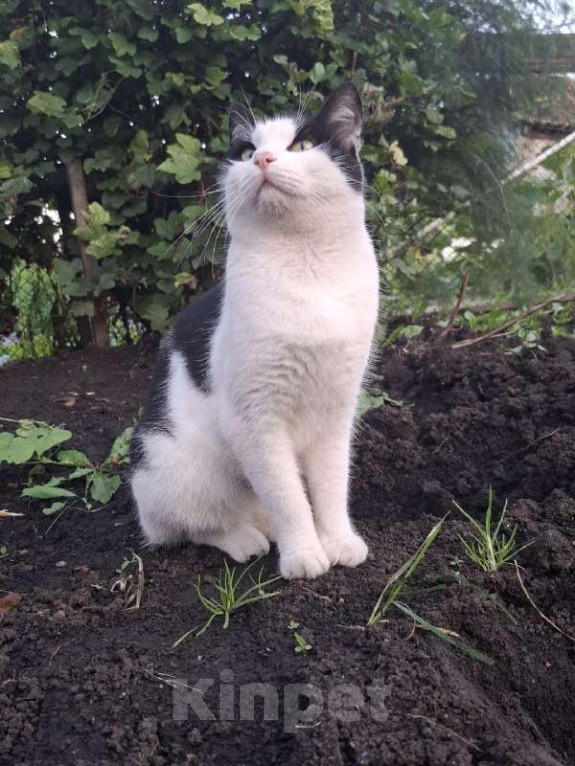 Кошки в Уфе: Котик в заботливые и ответственные руки. Мальчик, 50 руб. - фото 1