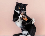 Кошки в Москве: Маркиза Дарья, черно-белая кошка в добрые руки Девочка, Бесплатно - фото 9