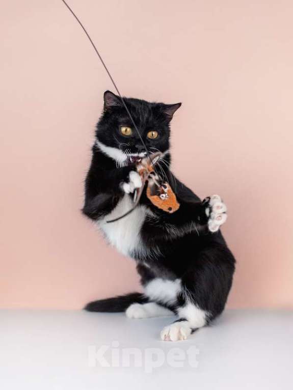 Кошки в Москве: Маркиза Дарья, черно-белая кошка в добрые руки Девочка, Бесплатно - фото 9