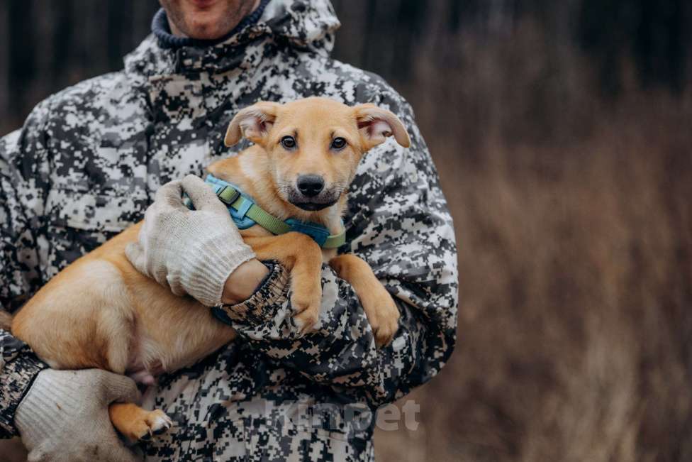 Собаки в Москве: Рыжий мальчишка в поисках дома Мальчик, Бесплатно - фото 6