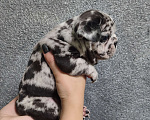 Собаки в Белореченске: Бронь шикарного малыша Мальчик, 35 000 руб. - фото 1