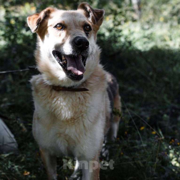 Собаки в Москве: Лайк Мальчик, Бесплатно - фото 2