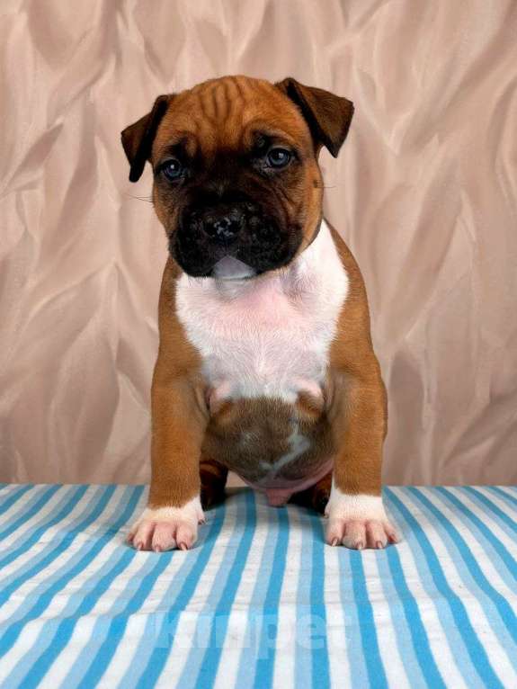 Собаки в Москве: Красивые мальчики амстаффа  Мальчик, 80 000 руб. - фото 1