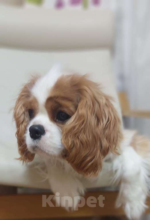 Собаки в Москве: Кавалер кинг чарльз спаниель Коржик Мальчик, 70 000 руб. - фото 3