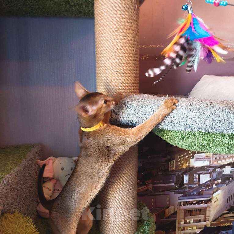 Кошки в Комсомольске-На-Амуре: Абиссинская кошка  Девочка, 35 000 руб. - фото 3