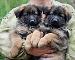 Собаки в Челябинске: В продаже щенки  немецкой овчарки, 20 000 руб. - фото 6
