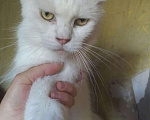 Кошки в Арзамасе: Мейн кун кошка молодая, 7 руб. - фото 2